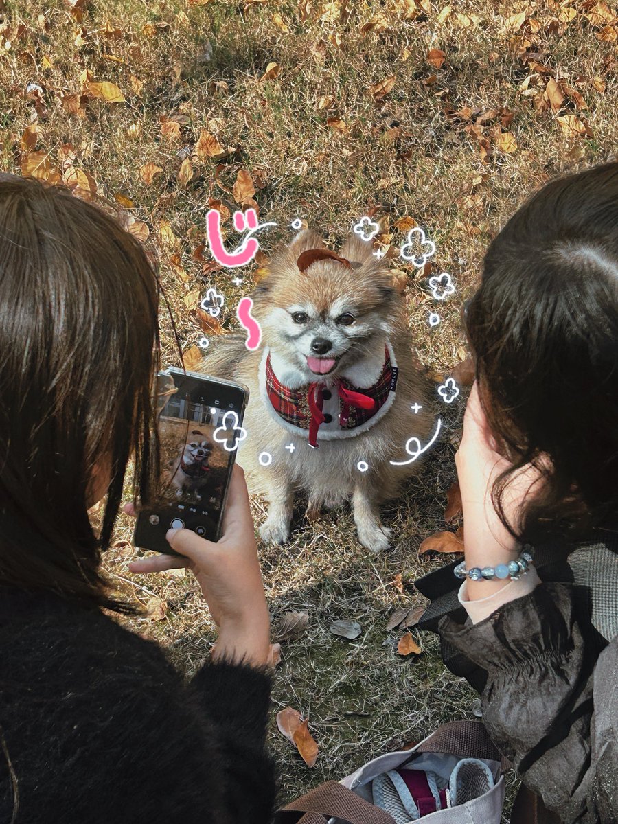Giewybd's tweet photo. 🐶🍂 https://t.co/Ueuam9mbMe