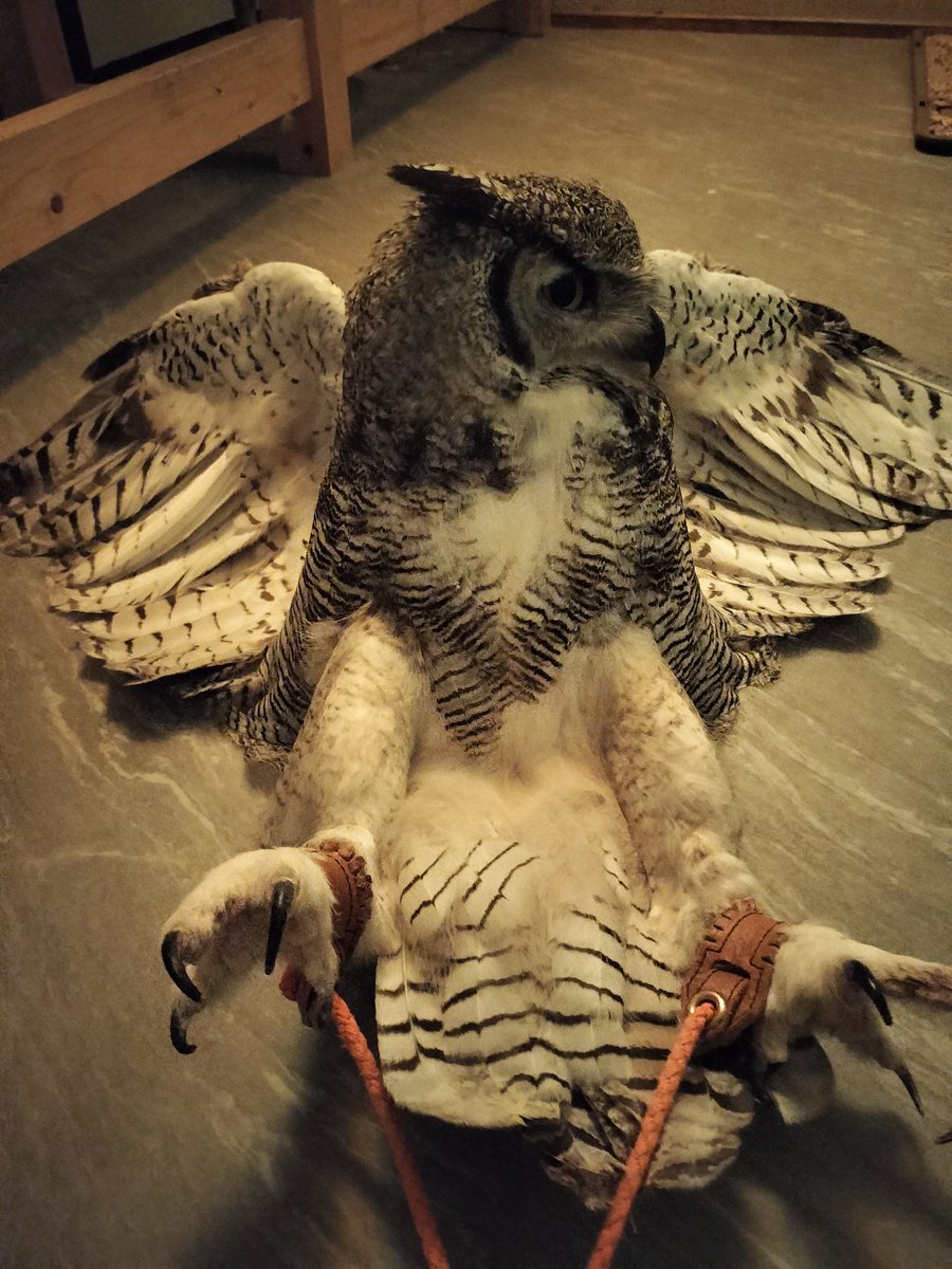 owlcafe_sweets's tweet photo. ご機嫌斜めの日…人には服従しないとキメこんだフクロウさんがコチラ
#フクロウカフェ 
#癒しの時間 
#休日のおでかけ 
#東大阪市 https://t.co/PfH4ydjDRz