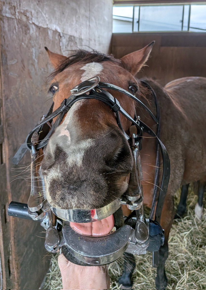 佐藤牧場 (@satofarm927) / Posts / X