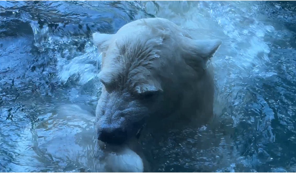 パンダさま確認ページ♡ いろぱんだ (@iropanda612) / Posts / X