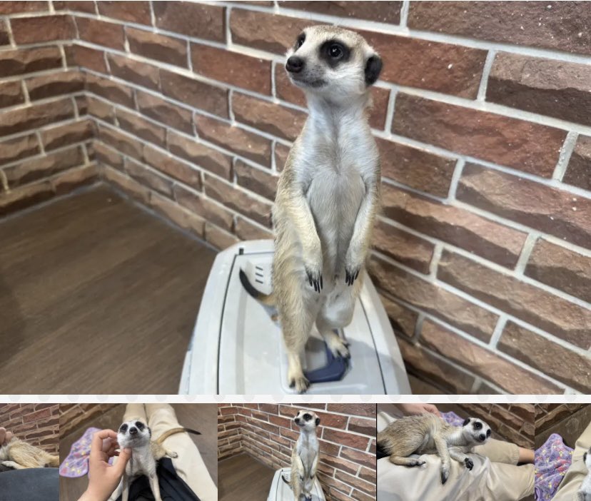 pignic_cafe's tweet image. 【今日のpigちゃん？】
お名前:ごましお君
所属: pignic cafe 横浜店

人が来ると肩にちょこんと乗ってくる、ごましおくんに誰もがメロメロになるはず🐾

かねてから交流させていただいていた吉祥寺にあるミーアキャットカフェ「googoo」さんからお迎えしました😌
@googoo_cafe 
#今日のpig  #ごましお