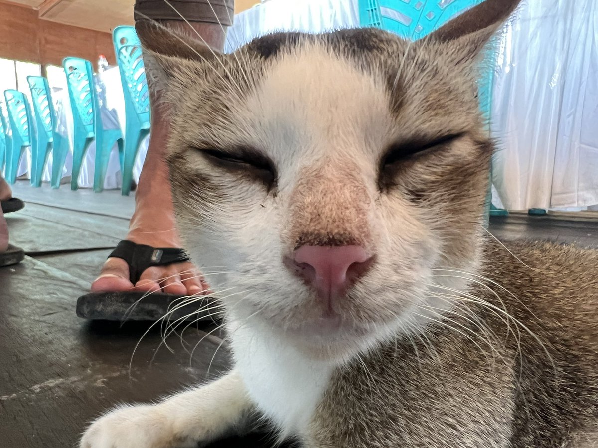 ホマロメナ アルミニウム 5株まとめ売り❗️ 鉢のまま発送