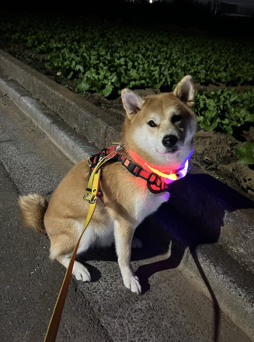 福ちゃん禄ちゃん on X