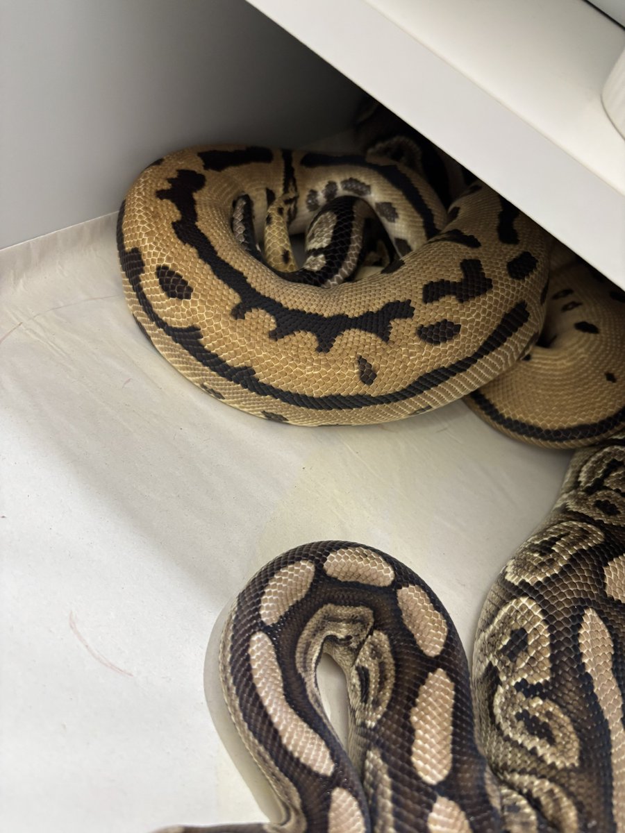 na___Python's tweet image. こちらのペアもいい感じ🫶