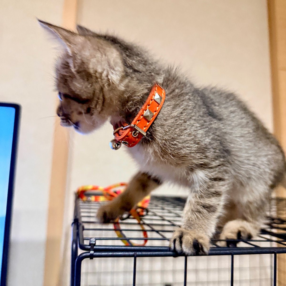 _extraheavy's tweet photo. 装着写真。 #extraheavy #cat #猫 #ネコ
[先住猫のアビーも７年前から愛用しています。奇麗な赤でしたが長年使っているため
色も良い感じになってきました。物がしっかりとしているのでまだまだ使えます。
今回お迎えしたキジトラのニーナにはオレンジの首輪で色違いにしました。] https://t.co/u5ID2dh3db