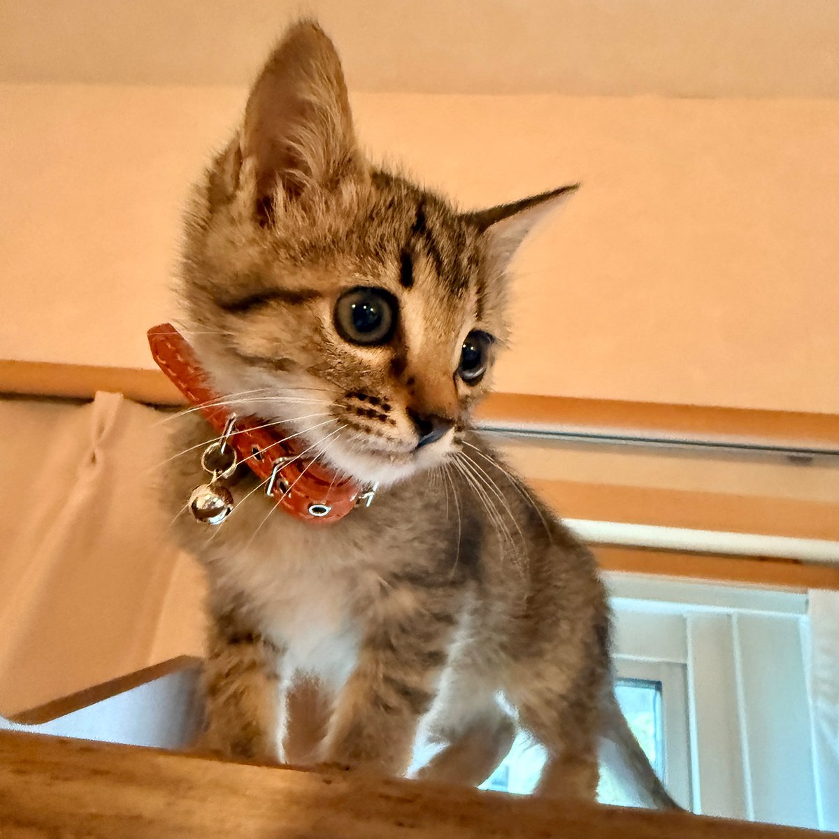 _extraheavy's tweet photo. 装着写真。 #extraheavy #cat #猫 #ネコ
[先住猫のアビーも７年前から愛用しています。奇麗な赤でしたが長年使っているため
色も良い感じになってきました。物がしっかりとしているのでまだまだ使えます。
今回お迎えしたキジトラのニーナにはオレンジの首輪で色違いにしました。] https://t.co/u5ID2dh3db