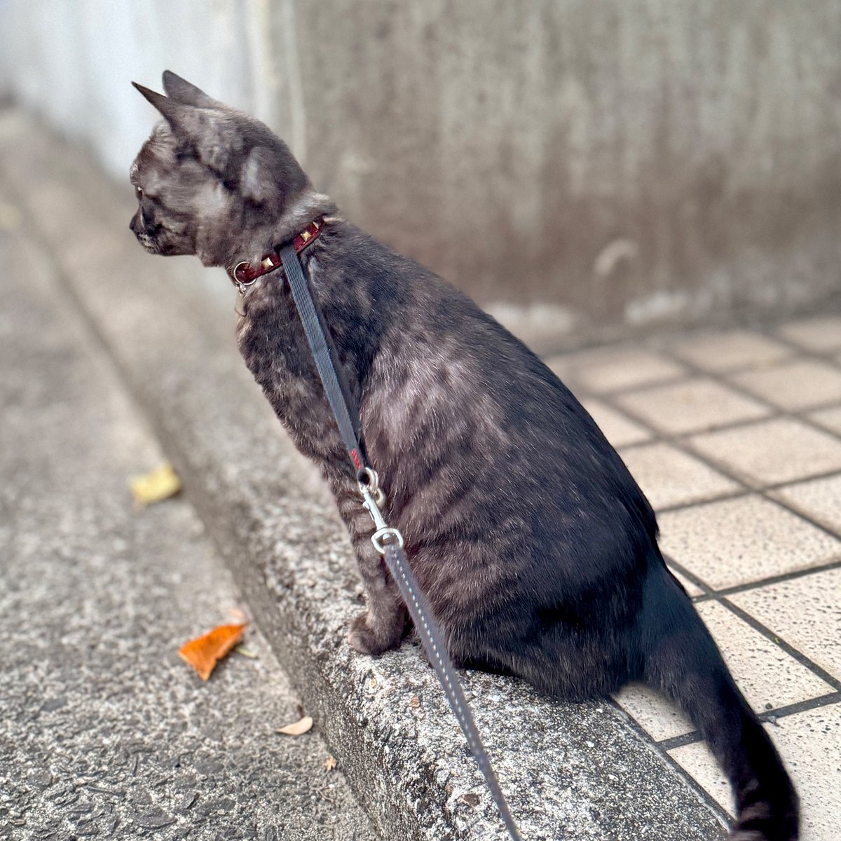 _extraheavy's tweet photo. 装着写真。 #extraheavy #cat #猫 #ネコ
[先住猫のアビーも７年前から愛用しています。奇麗な赤でしたが長年使っているため
色も良い感じになってきました。物がしっかりとしているのでまだまだ使えます。
今回お迎えしたキジトラのニーナにはオレンジの首輪で色違いにしました。] https://t.co/u5ID2dh3db