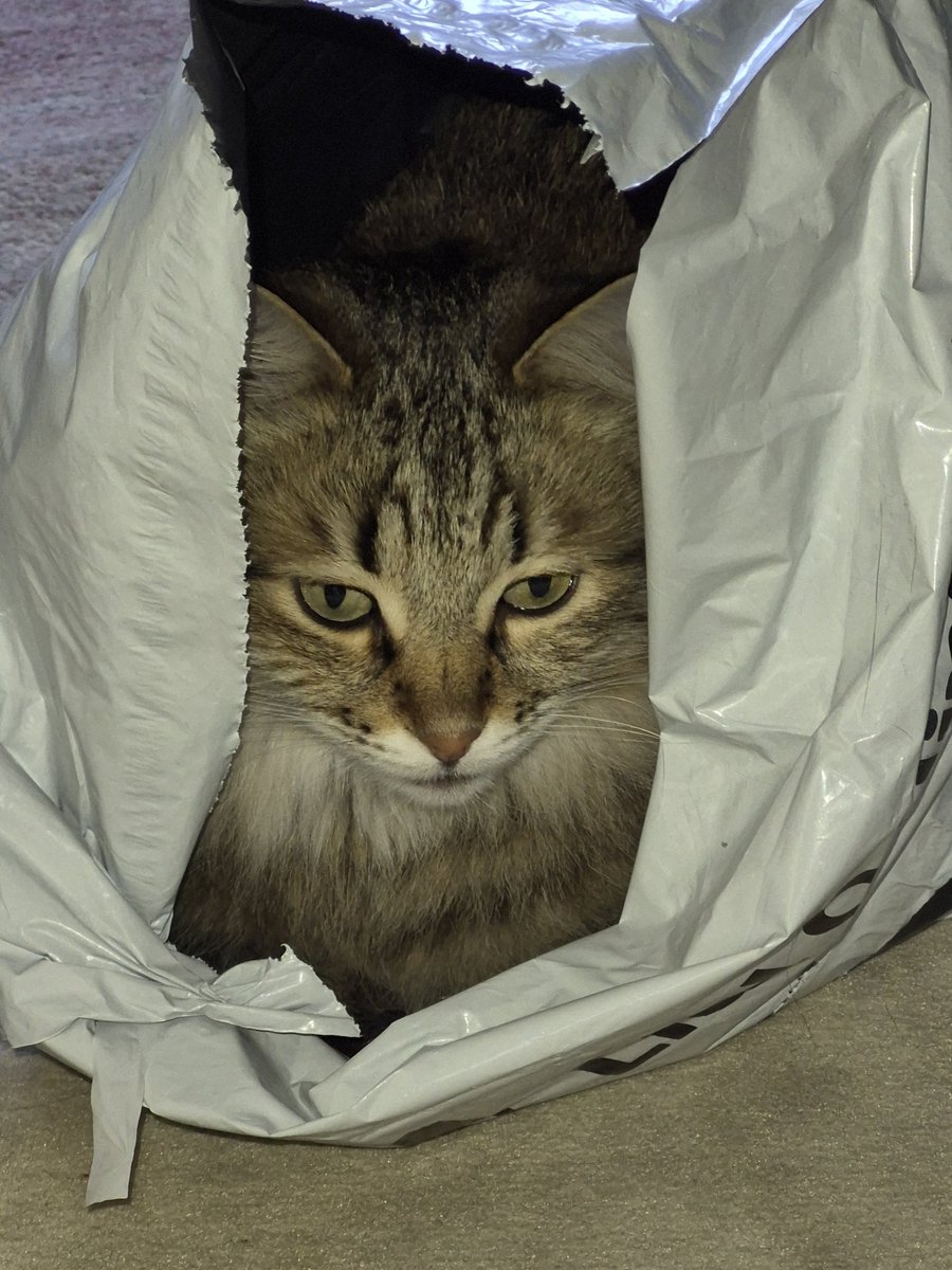 Wozu noch teure Höhlen, Körbchen und dergleichen kaufen oder Kartons? Nein, selbst Prinzessinnen wohnen in einer Plastiktüte 🤷‍♂️.
Nun ja, das wird ja nicht von Dauer sein, nachher wird sie wieder im kuscheligen Bett des Dosi liegen, wetten....?🤫🤭😊
#nordstadtkatzen