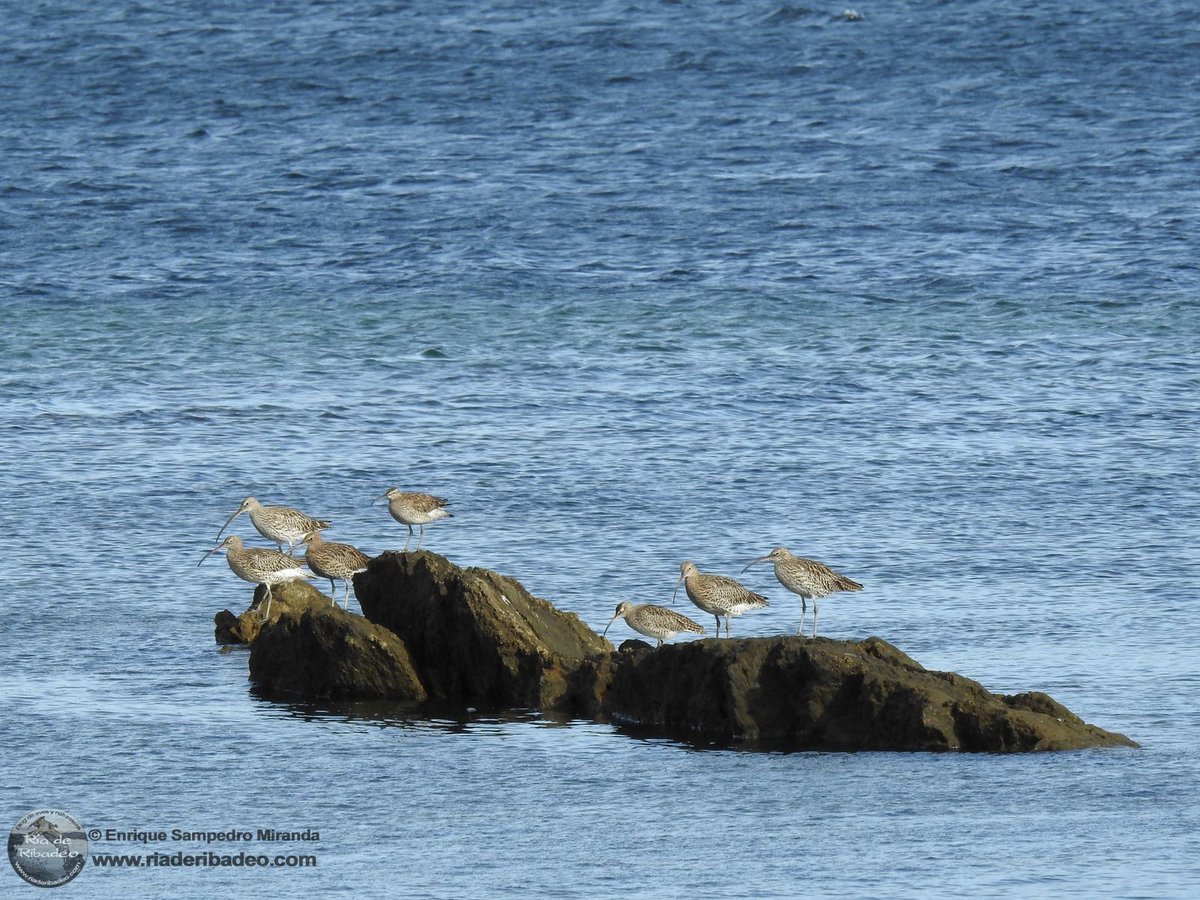 Ría de Ribadeo tweet media