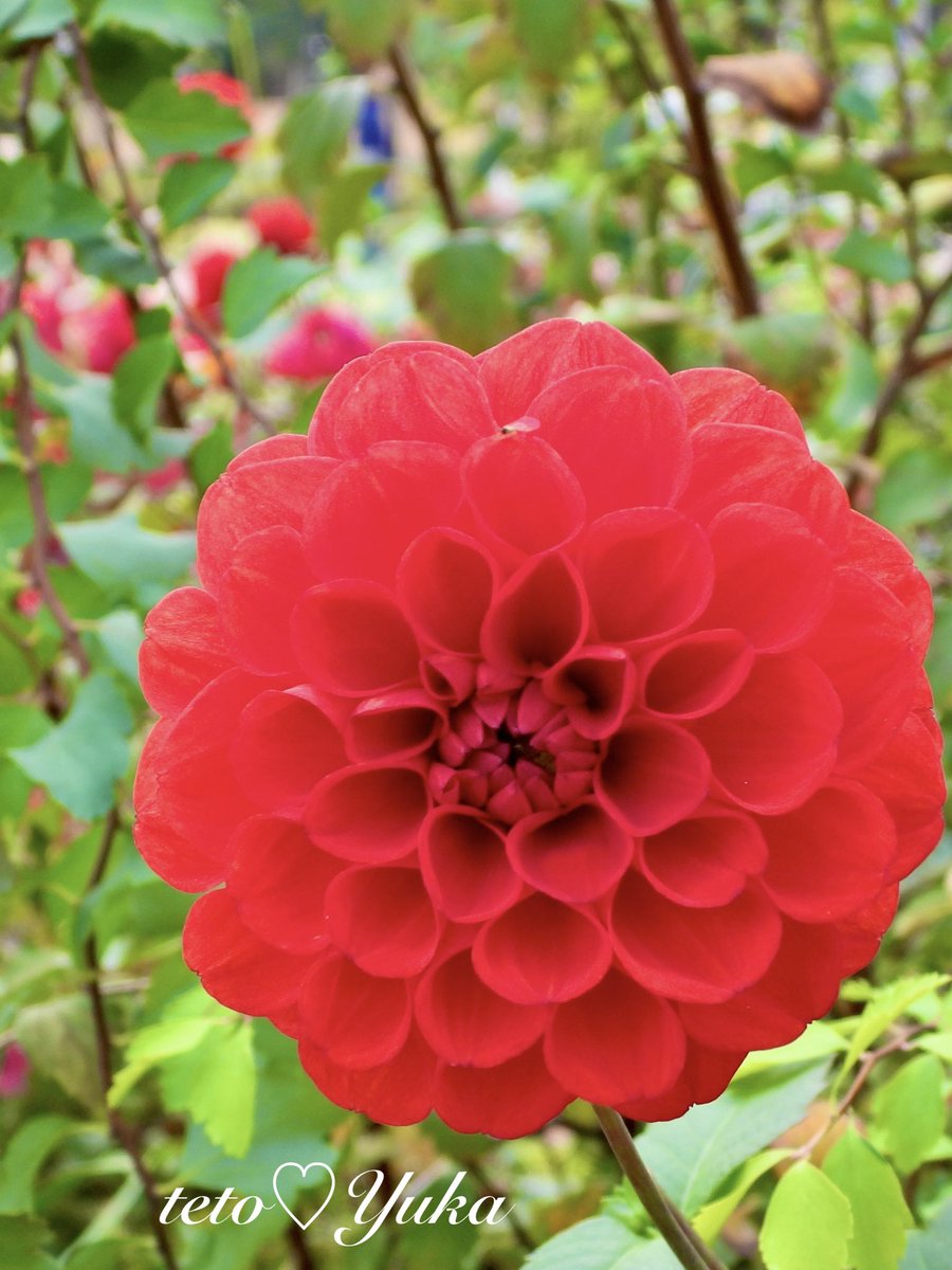 花❁様 Nature Plants_hana_ Community on X - 253 Members