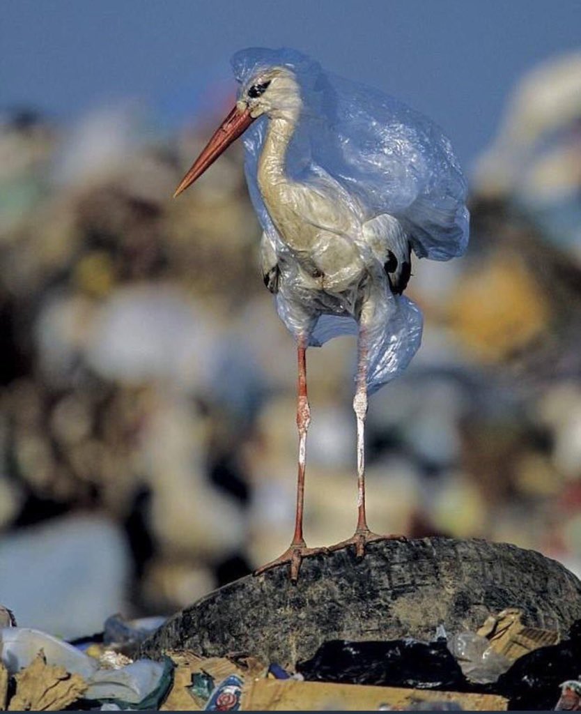 حفاظًا على بيئتنا واستدامة مواردنا 🌿
نقترح منع أكياس البلاستيك أحادية الاستخدام أو فرض رسوم رمزية عليها، تشجيعًا على استخدام أكياس القماش متعددة الاستخدام بدلاً من الأكياس البلاستيكية فبيئتنا تئن برًّا وبحرًا من التلوث البلاستيكي، وحمايتها مسؤوليتنا جميعًا ♻️

#البلاستيك_خطر