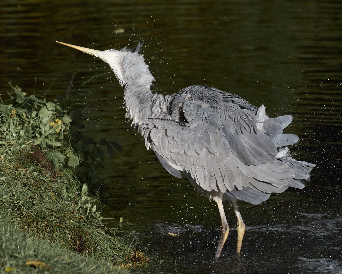 Heron , spin dry