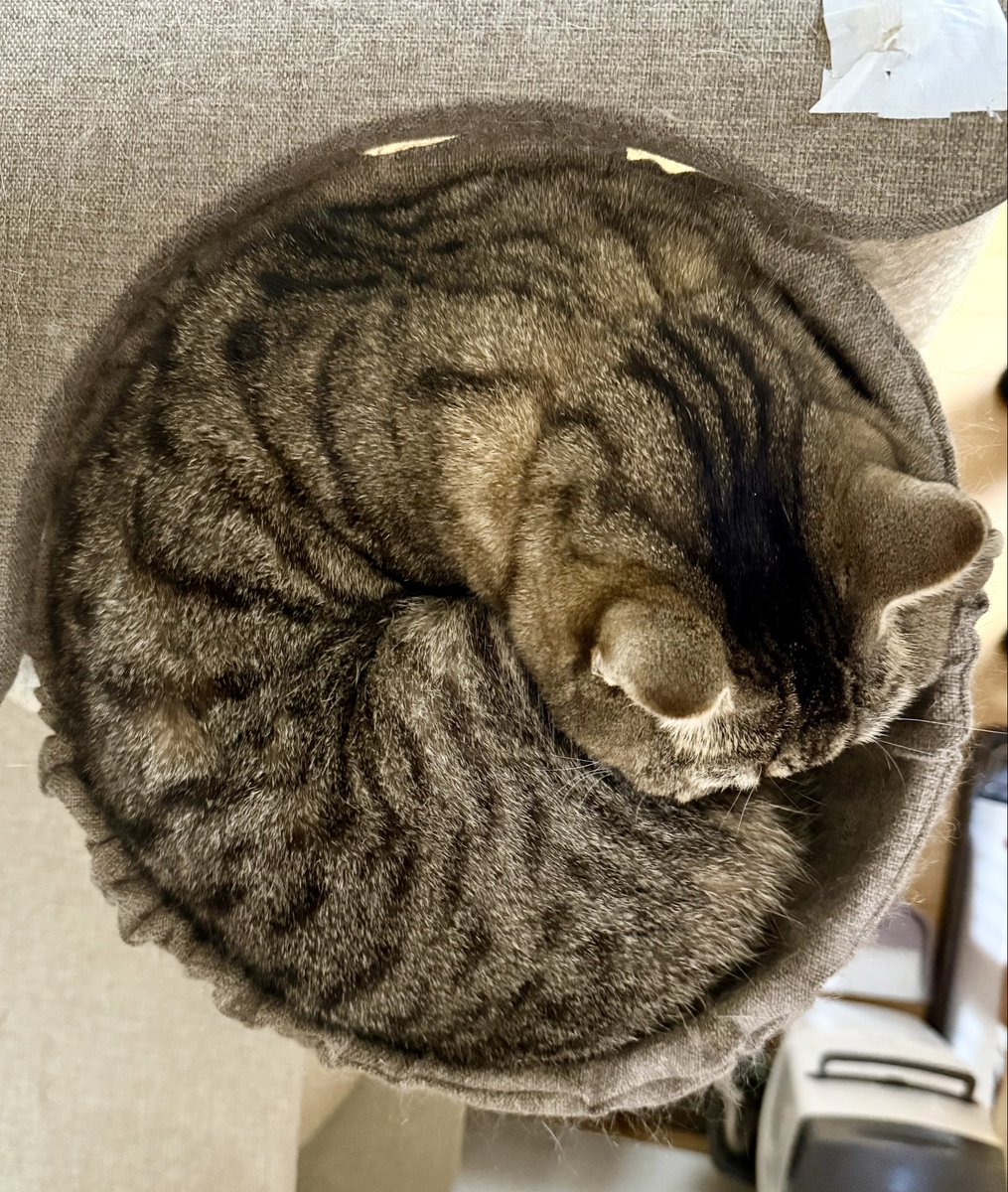 SCF_0228's tweet photo. まんまる
ライくん

#猫好きさんと繋がりたい　#猫のいる生活　#スコティッシュフォールド　#キジトラ猫
#猫 https://t.co/6wDSXjmfSm