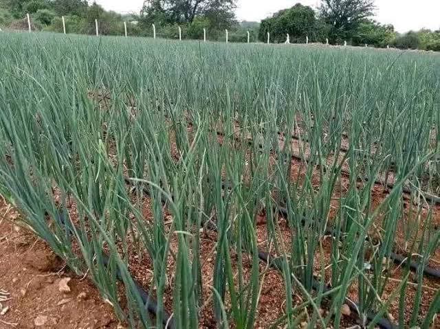 HiveMasterCo's tweet photo. Ready to Transform Your Farm?
HiveMasters+ AgTech is your trusted partner in sustainable, tech-driven agriculture. Let’s build a future where every farmer thrives.

📞 Call us now on 0723570061 and take the first step toward smarter farming! https://t.co/wvqgZNbZIK