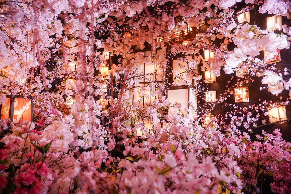 こむや こんばんは、こむやです🐱🌸 黒ブースは2026年1月31日から桜がテーマに