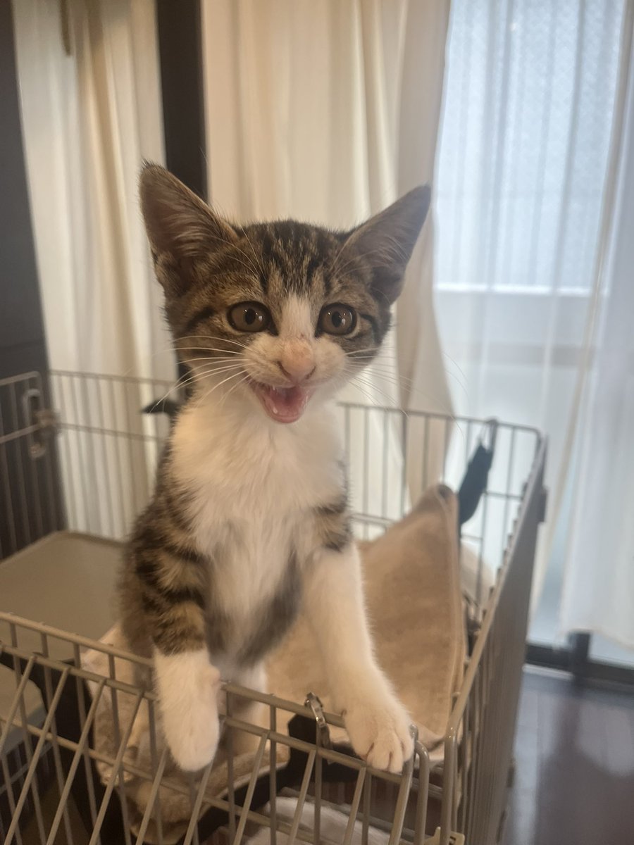 チバコ【motoGP】【ガゼ】【ピエラー】 on X