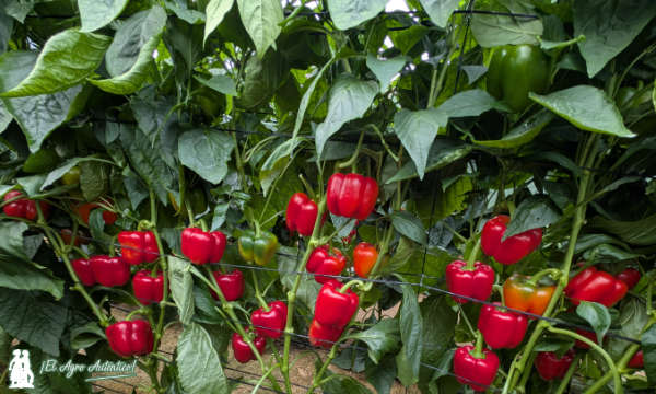 jaarcossanchez's tweet image. 🆕El último temprano en llegar al catálogo de #Syngenta se llama pimiento Kunai

📝agroautentico.com/2025/11/el-ult…

📝Nuevo #pimiento que suma la resistencia a nematodos a la del oídio. Paquete reforzado

📍Puertas abiertas en El Ejido #Almeria  

#semillas #seeds #agricultura