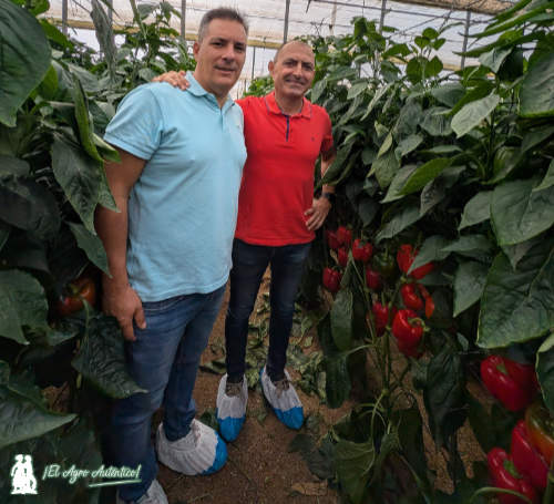 jaarcossanchez's tweet image. 🆕El último temprano en llegar al catálogo de #Syngenta se llama pimiento Kunai

📝agroautentico.com/2025/11/el-ult…

📝Nuevo #pimiento que suma la resistencia a nematodos a la del oídio. Paquete reforzado

📍Puertas abiertas en El Ejido #Almeria  

#semillas #seeds #agricultura