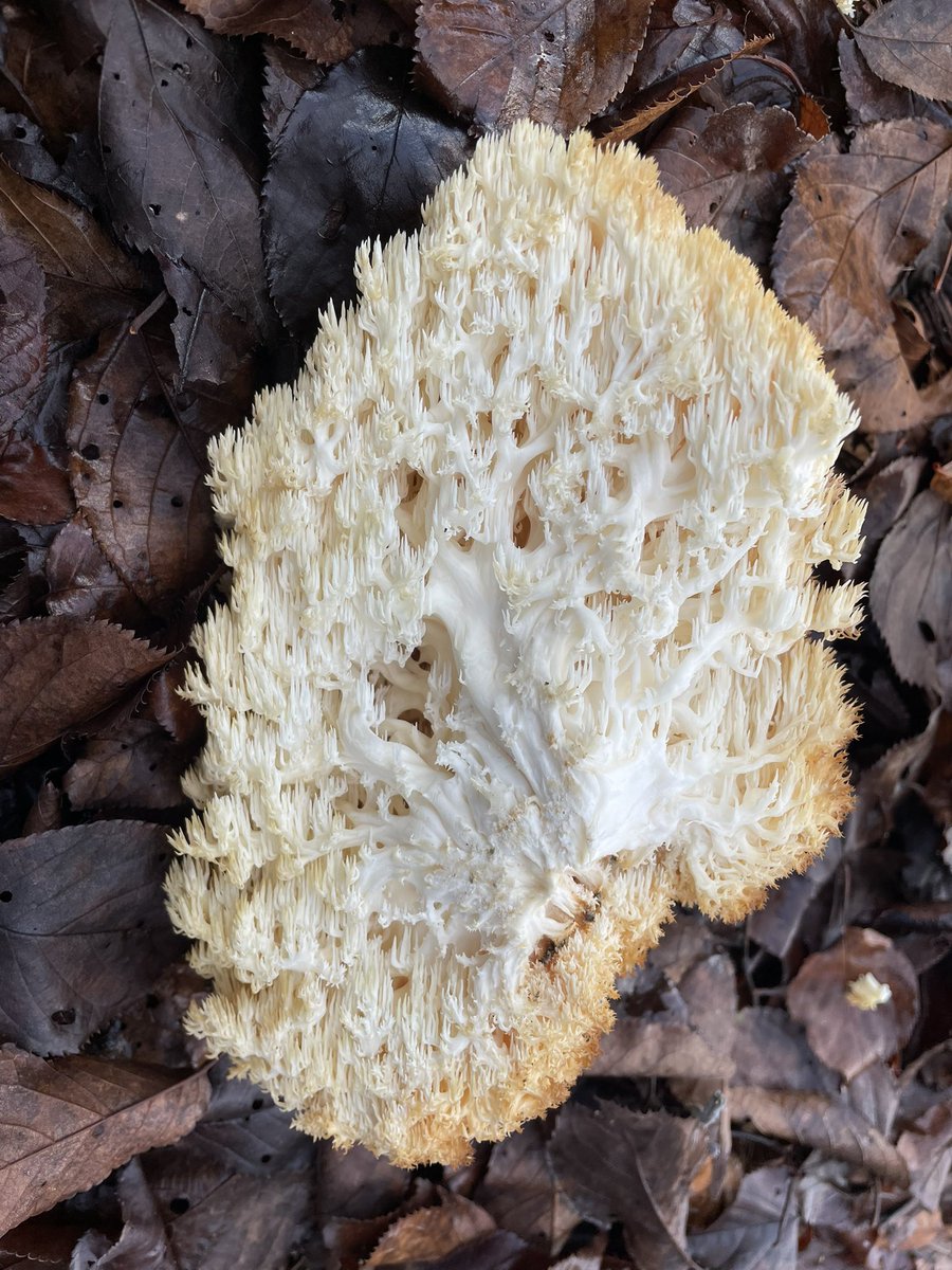 けんけんぱ on X