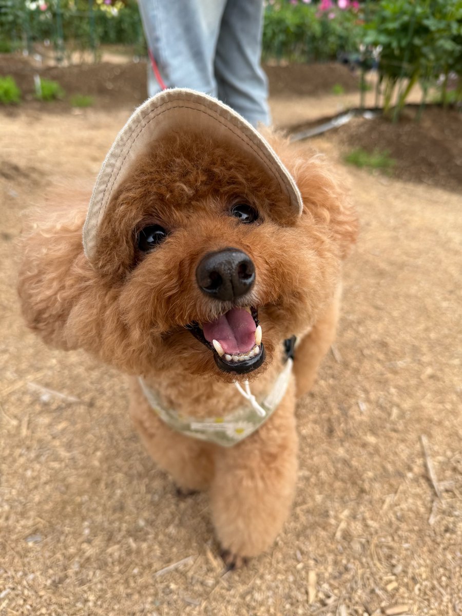 レッドバロン🇩🇪(元零中) (@toshizo56048514) / Posts / X