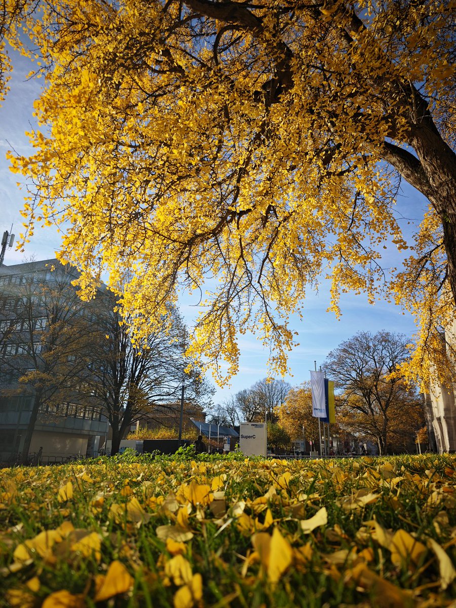 The🍂 Foliage PEAK🍁 has arrived!
TBH, the "Gold" of nature is really one of the best colors which always looks so stunning &amp; impressive regardless light and weather   
Go out and take yourself to relax a lil while enjoying this momemt out of the busy life😌