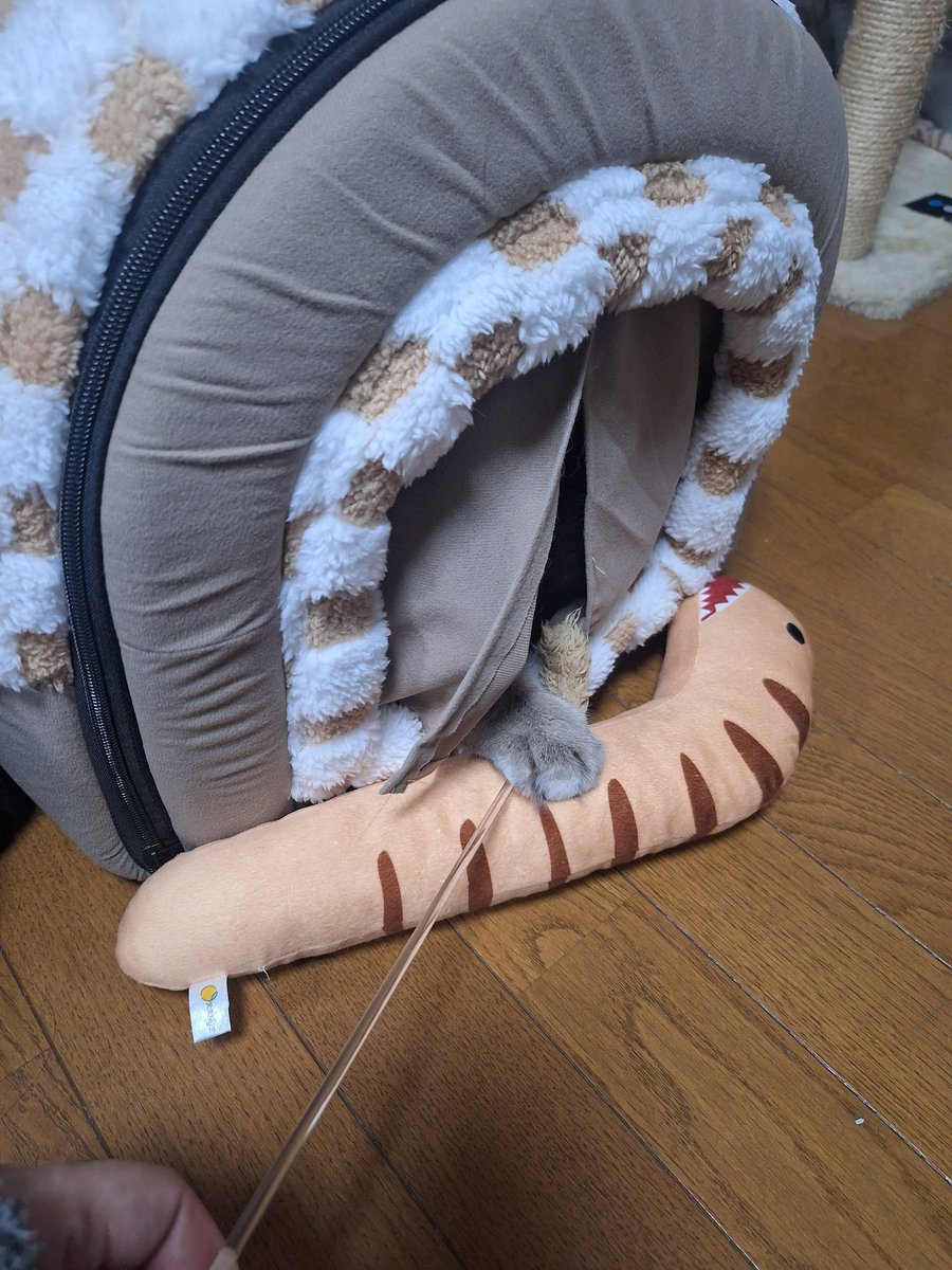 𓃠ℝ𝕪𝕒𝕟-ﾗｲｱﾝ- tweet media