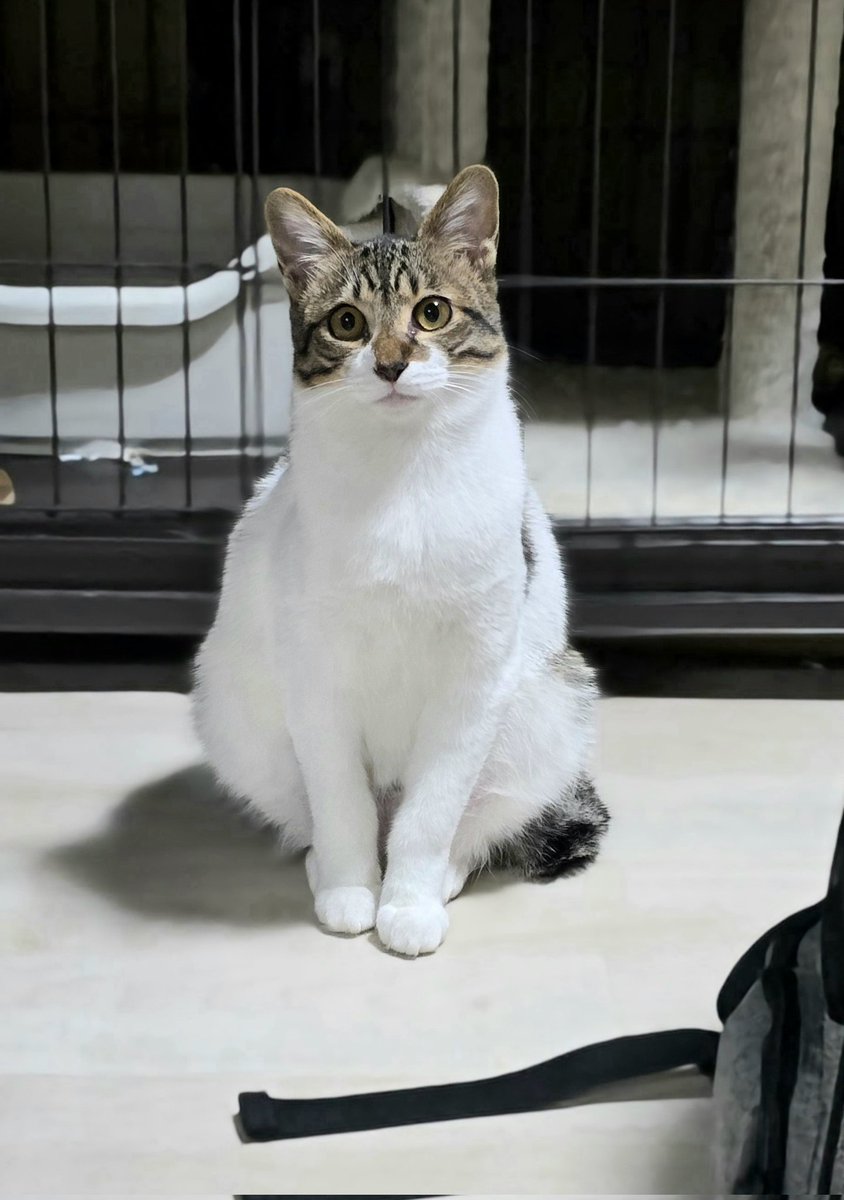 jun 🐾 里親募集中 & 預かりさん募集中(切実) 🐾 on X