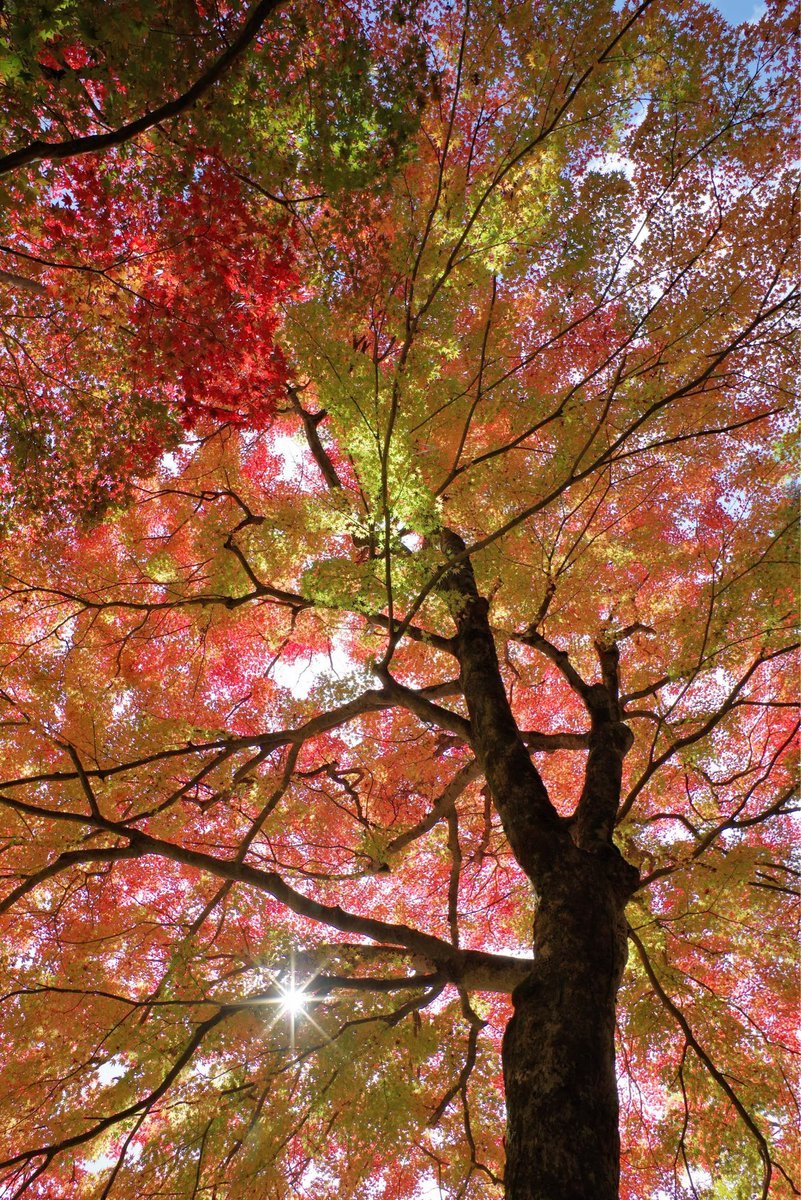 フータページ 3affa724649c7547ed61a1bd281184