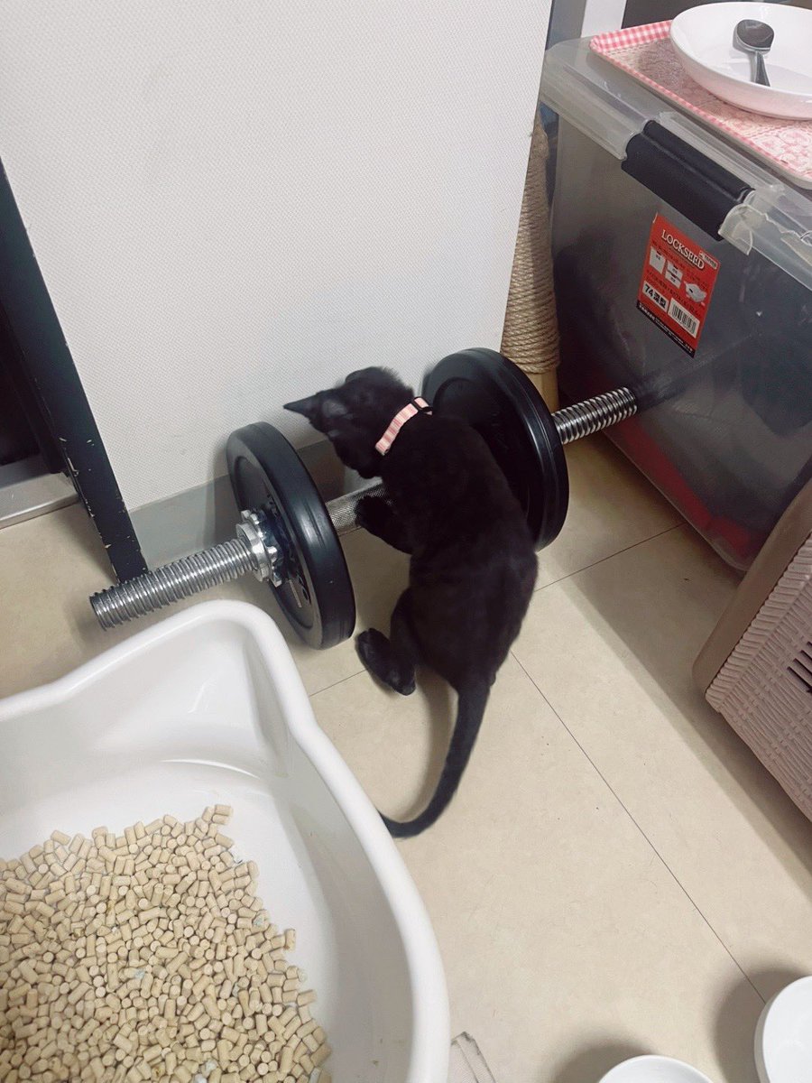 k_012340's tweet photo. 筋トレにゃんこ https://t.co/qQK7OaFGll