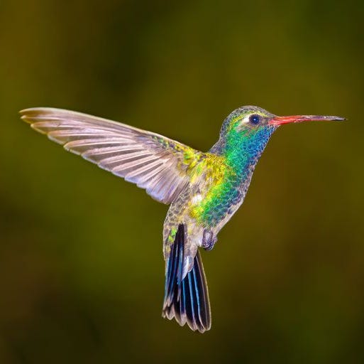 treemissions's tweet image. Hummingbirds flap their wings up to 80 times per second, burning so much energy they can starve in hours without food! 🐦 Nature’s tiny powerhouses need thriving habitats. #WildlifeFacts #ProtectNature
