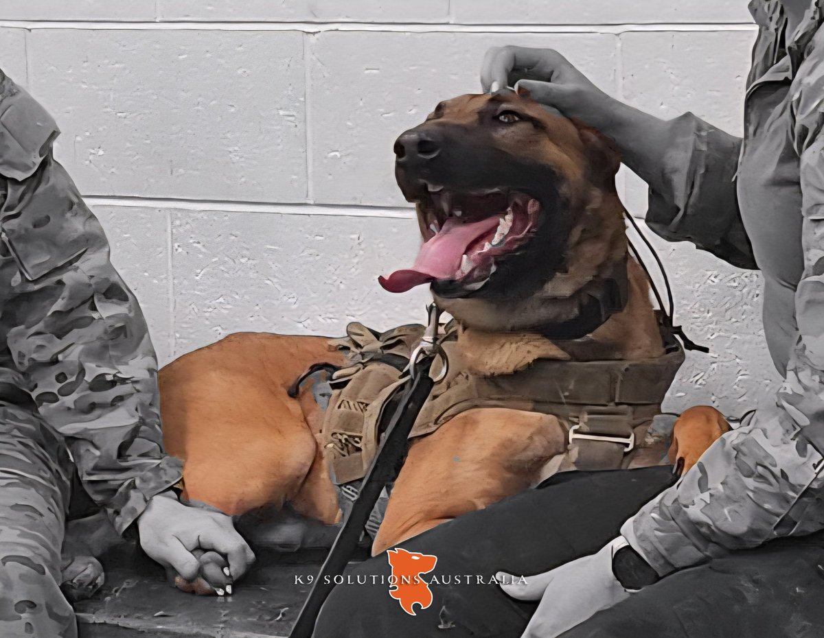 Saturday's are for hanging out with mates!
K9SA DINO knows what its all about.

#workingdogsindevelopment #MWD #PD #malinois #K9SolutionsAustralia🇦🇺