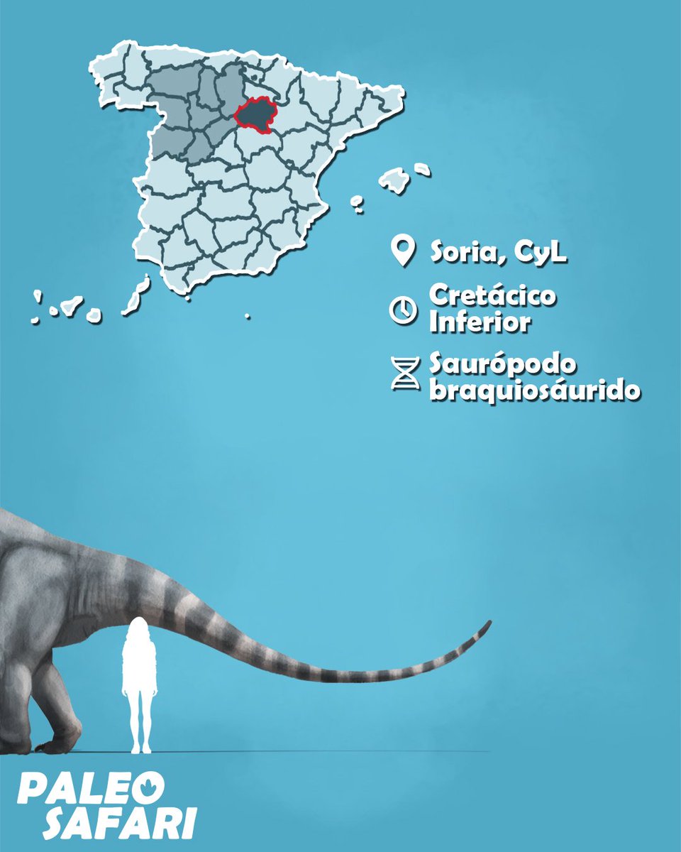 #Dinovember 08: Soriatitan golmayensis

Se pensaba que los braquiosáuridos se extinguieron en Europa hace unos 130 millones de años. No obstante, Soriatitan fue de los últimos representantes en el continente de esta familia de titanes. 

#paleontologia #ciencia  #castillayleón