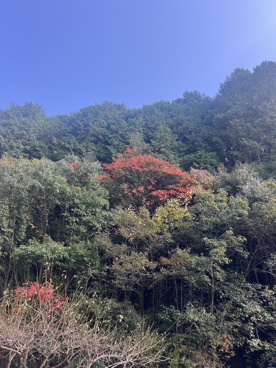 そろそろ和歌山の山も紅葉が楽しめるようになってきました( ˙꒳​˙ᐢ ３🍁