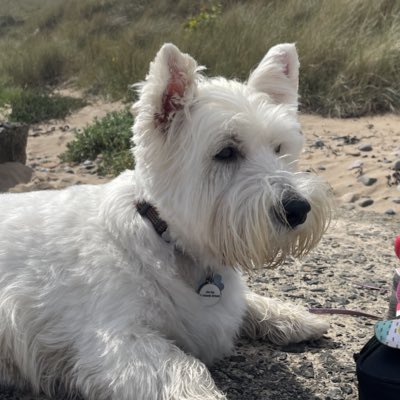 Finlay the Westie & his Mom tweet media