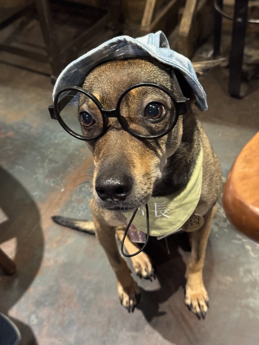 Catarotime's tweet image. 跟朋朋聚餐
吃了很好吃的煙燻雞肉佛卡夏（好吃到全部吃光光🍴🙂‍↕️）
還遇到超可愛店長出來巡店🐶
一開始忘記戴裝備了還回去整裝👓👒

結果他整裝出來感覺比我還聰明…
考試坐我隔壁我還要抄他答案的那種🥹

#香爆 #來點香毛