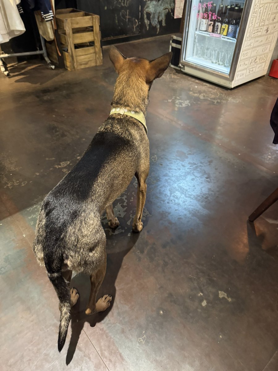 Catarotime's tweet image. 跟朋朋聚餐
吃了很好吃的煙燻雞肉佛卡夏（好吃到全部吃光光🍴🙂‍↕️）
還遇到超可愛店長出來巡店🐶
一開始忘記戴裝備了還回去整裝👓👒

結果他整裝出來感覺比我還聰明…
考試坐我隔壁我還要抄他答案的那種🥹

#香爆 #來點香毛