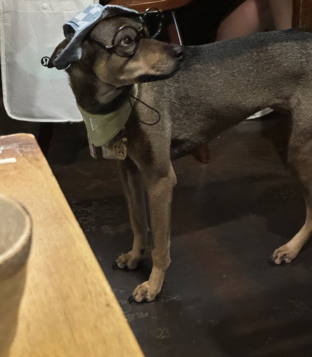 Catarotime's tweet image. 跟朋朋聚餐
吃了很好吃的煙燻雞肉佛卡夏（好吃到全部吃光光🍴🙂‍↕️）
還遇到超可愛店長出來巡店🐶
一開始忘記戴裝備了還回去整裝👓👒

結果他整裝出來感覺比我還聰明…
考試坐我隔壁我還要抄他答案的那種🥹

#香爆 #來點香毛