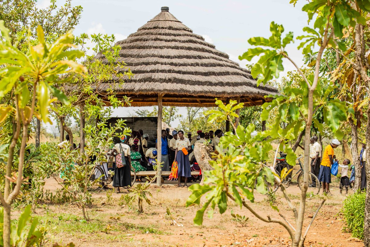 OkereCity's tweet photo. Shea trees. People. Land. Thatch.
Four timeless assets that define the soul of Okere β captured perfectly in one frame. π
#OkereCity #SheaHeritage #Otuke #SustainableRuralDevelopment #CommunityPower #NorthernUganda https://t.co/UXny1KP1iY
