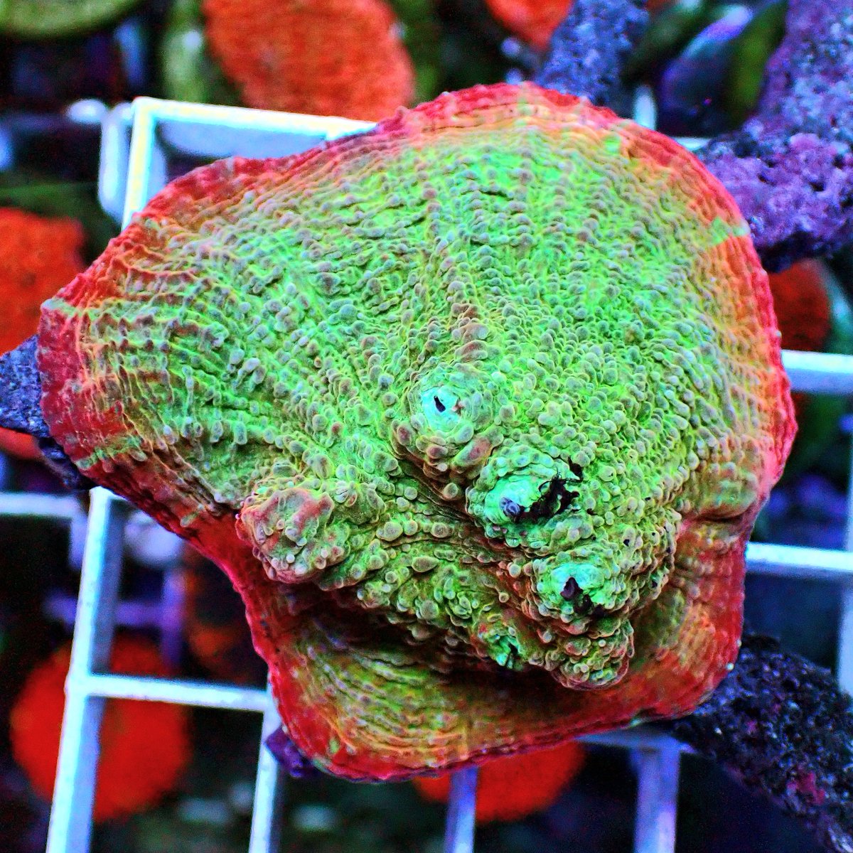 KYOUYA CORALS (@kyouya_Coral) / Posts / X