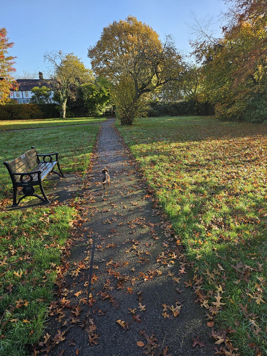 Autumn walks with LD 🐾