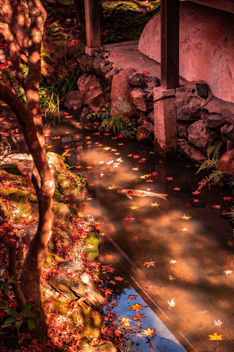 Shun Sakamoto (@shun_chan20) / Posts / X