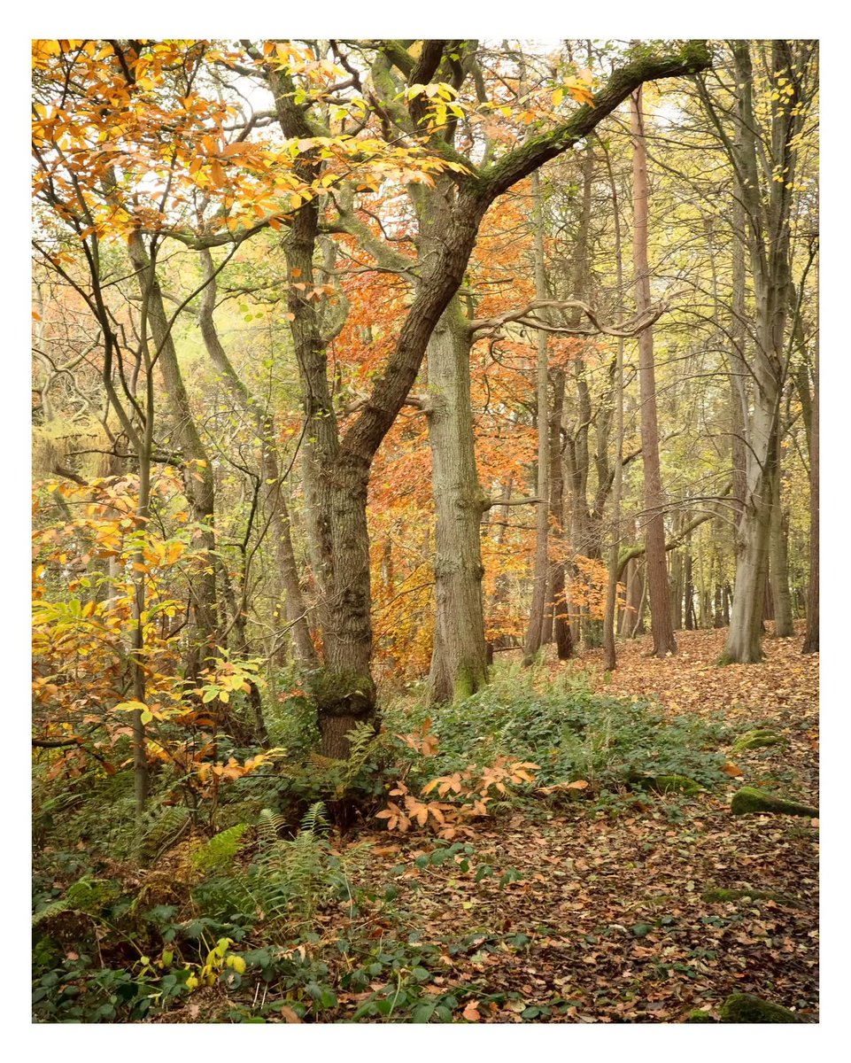 This is Middleton Woods in Ilkley, the autumn colours are still holding strong. #ilkley #photography #woodland