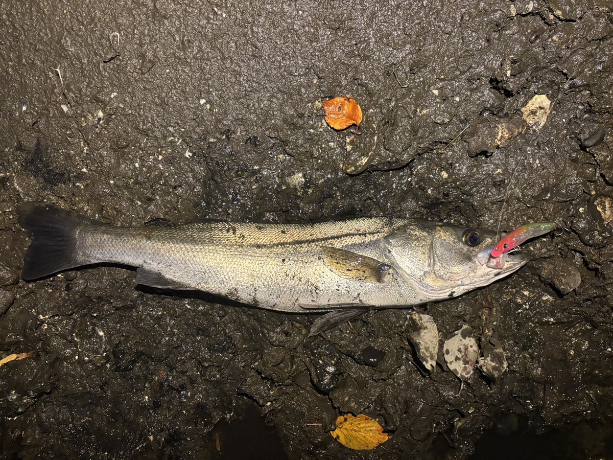 昨日の下げと上げで6本。
良い釣り、新規開拓正解。
下げは #フランキー120f と #カゲロウ124f で
上げは #スカーナッシュ120f で4連発！あざす！

詳しくはインスタに書いたよ！

#釣り #東京湾奥 #湾奥 #シーバス 
#longin #megabass #blueblue