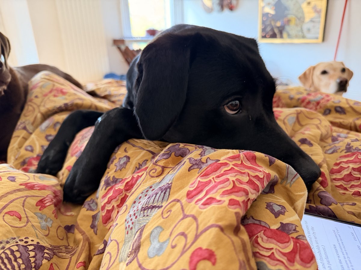kwoade's tweet photo. Breakfast for humans today was fruit toast #notfordogs and so I brought up a cup of kibble #fordogs.
Tink refused kibble and was very very sad that Lydia’s buttered toast was so close and she was being offered such a poor unbuttered substitute 😂😭 https://t.co/nRpHPcIehw