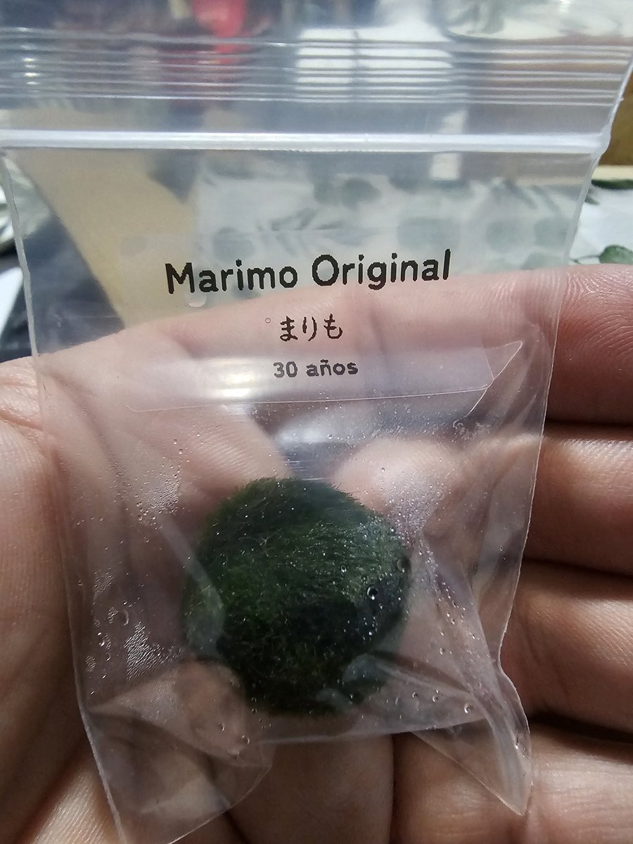 その他 marimo marimo
