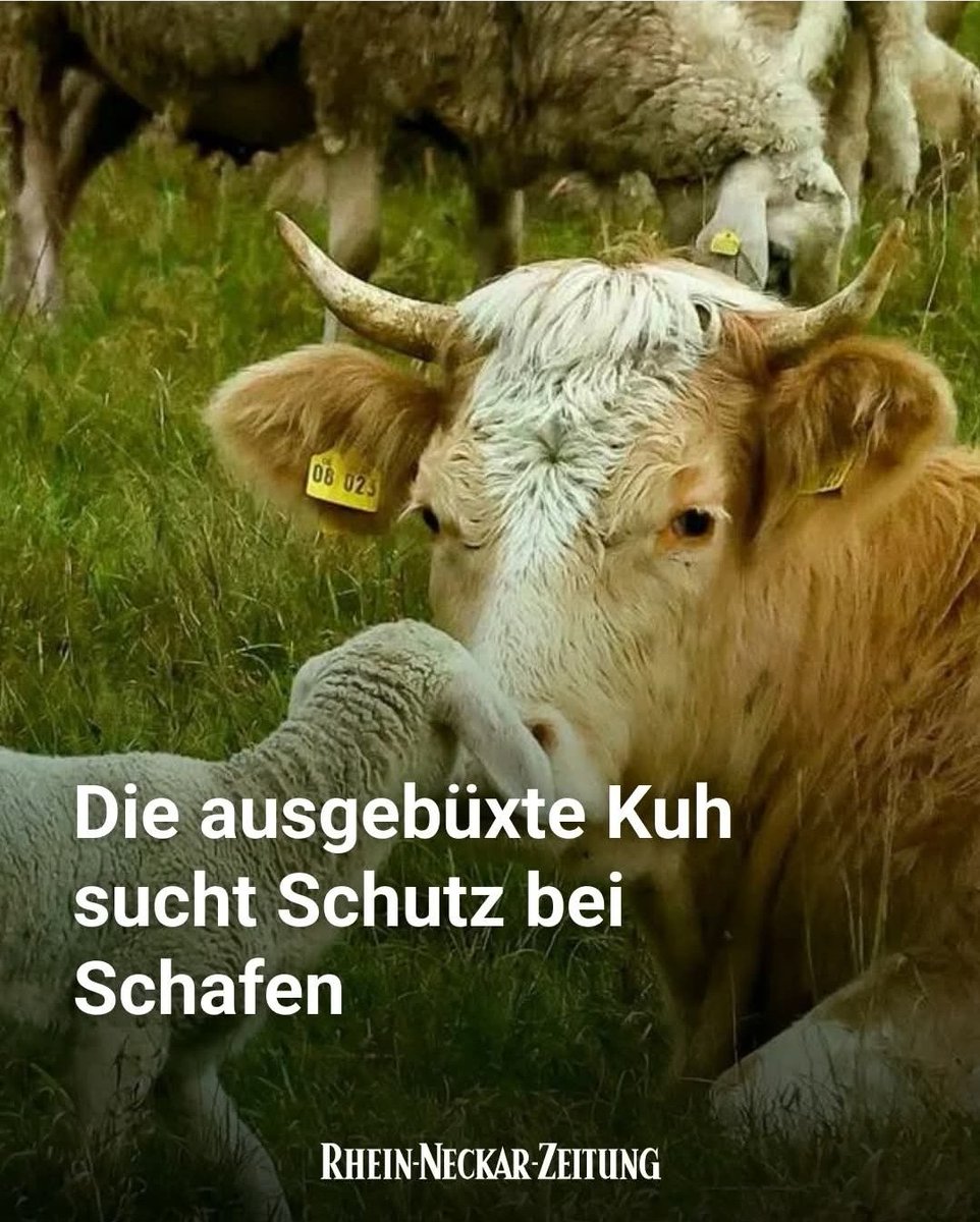 Sie will leben und sie soll leben! 
Tierschutz ist nicht umsonst! Wir brauchen eure Hilfe, um ihr helfen zu können! 🙏
Hier könnt ihr für sie spenden:
betterplace.org/de/projects/16…
Hier ist der Artikel zu ihr: rnz.de/region/rhein-n…