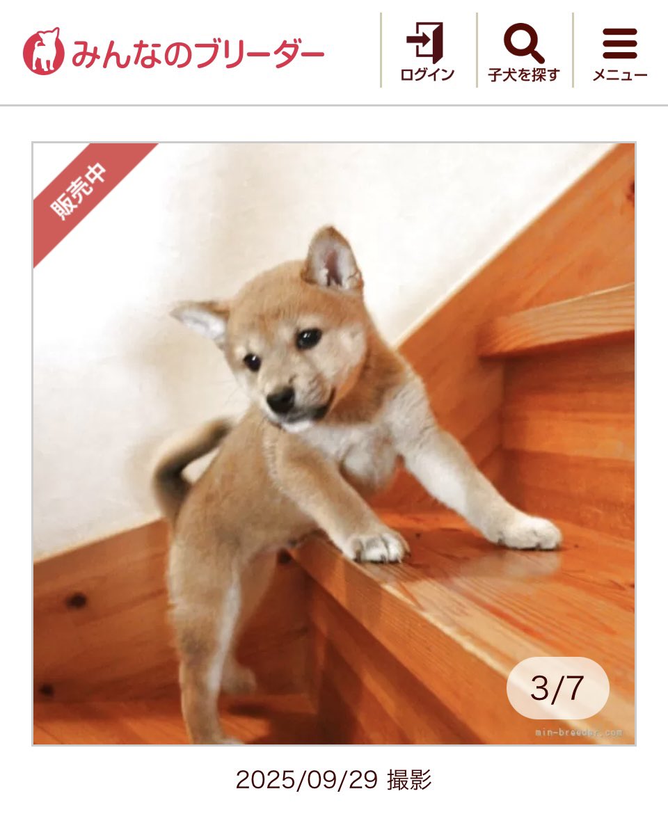 真作】掛軸 丸尾玉琳『老松に鷹之図』紙本 共箱付