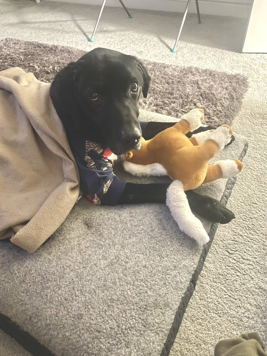 ⚽️Leo the Bangor dog🏴󠁧󠁢󠁷󠁬󠁳󠁿 tweet media