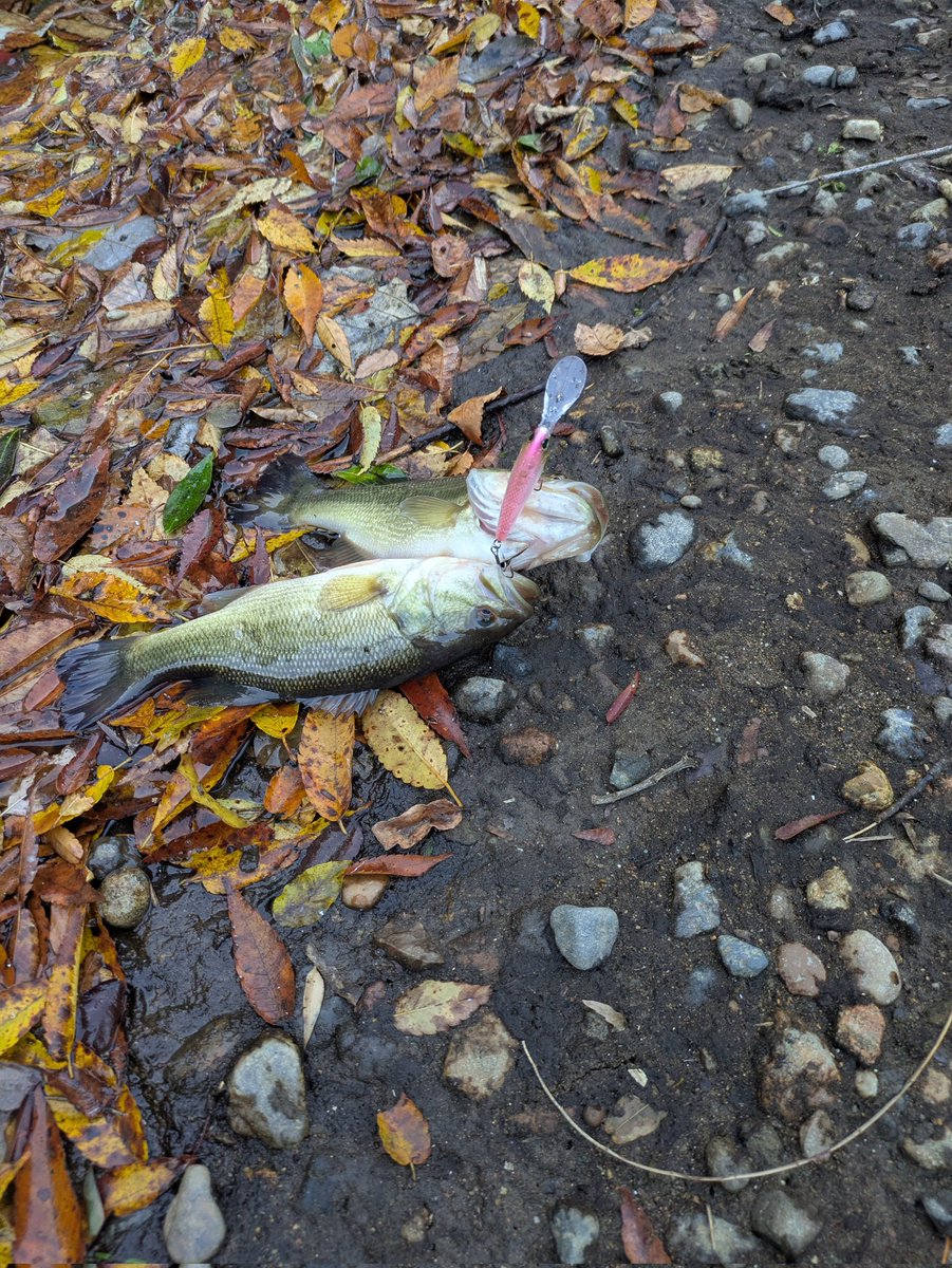 akesoki's tweet image. 10年ぶりぐらいのダブルゲット！

#川バス