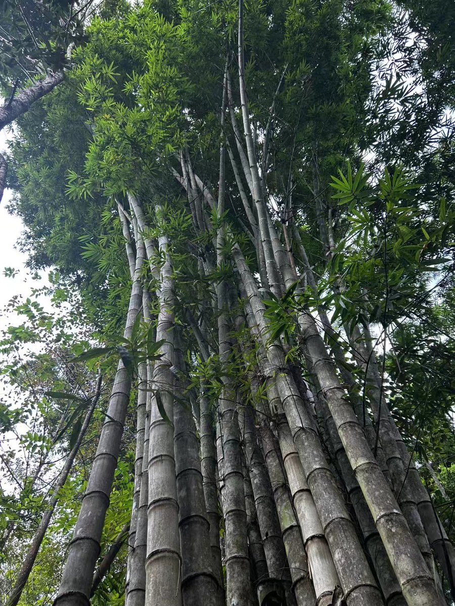Dendrocalamus giganteus（dragon bamboo)
Found near the border between China and Vietnam last year. Giant species in the tropics.